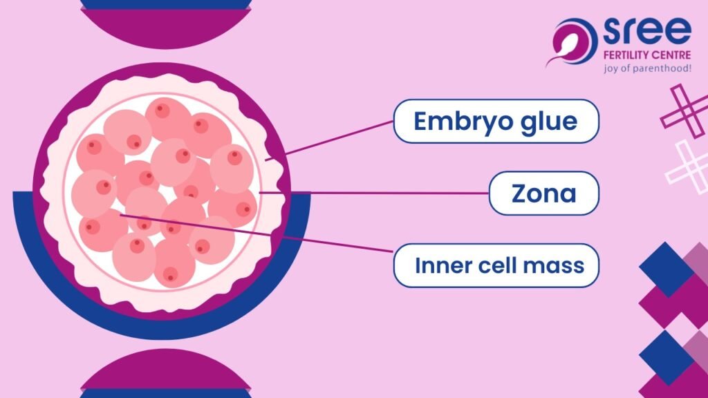 Embryo Glue in IVF